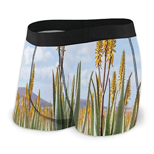 Calzoncillos bóxer para Hombre, Foto de la plantación de Aloe Vera Hojas medicinales Remedio Fuerteventura Islas Canarias Talla XL