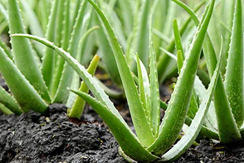 Gel Aloe Vera Puro de 200ml. 100% Aloe Vera de cultivo ecológico, 0% agua añadida, sin conservantes ni perfume