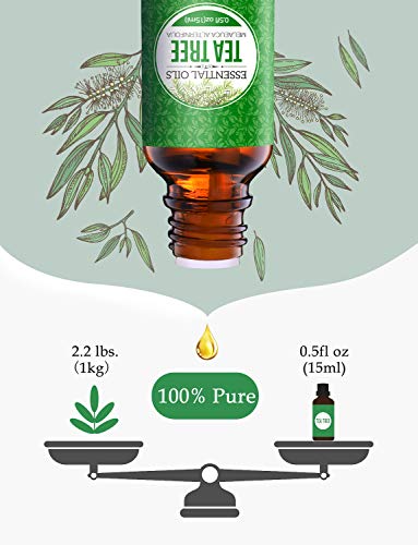 Homasy 50ml Aceite Esencial de Arbol de Té 100% Puro, Aceite Perfumado sin Diluir, Natural, Orgánico para Difusor, Relax, Alivio, Sueño, Piel, Cuerpo, Masaje, Aceites Naturales para el Hogar Interior