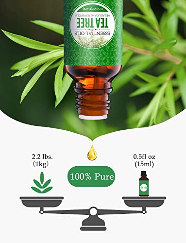 Homasy 50ml Aceite Esencial de Arbol de Té 100% Puro, Aceite Perfumado sin Diluir, Natural, Orgánico para Difusor, Relax, Alivio, Sueño, Piel, Cuerpo, Masaje, Aceites Naturales para el Hogar Interior
