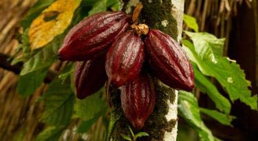 Indigo Herbs Manteca de Cacao Orgánico 500g