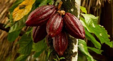 Indigo Herbs Manteca de Cacao Orgánico 500g