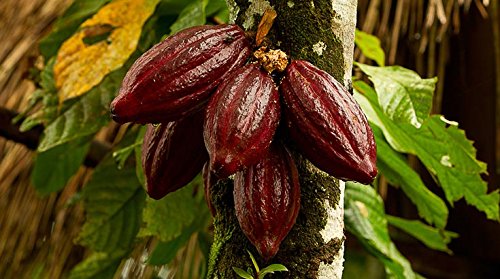 Indigo Herbs Polvo de Cacao Orgánico 500g