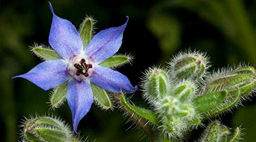 Indigo Herbs Té de Hoja de Borraja 50g