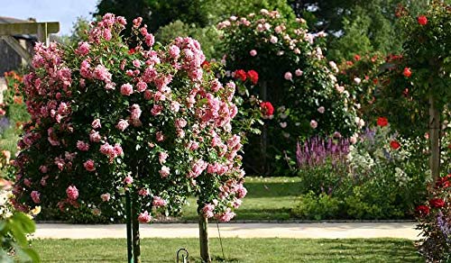 Jabón negro líquido con aceite de lino, selección prestige, jabón negro líquido de mermeager, natural, ecológico y biodegradable, 5 litros