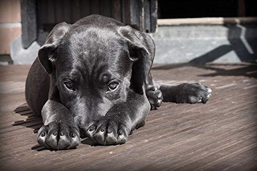 Jabón negro líquido con aceite de lino, selección prestige, jabón negro líquido de mermeager, natural, ecológico y biodegradable, 5 litros