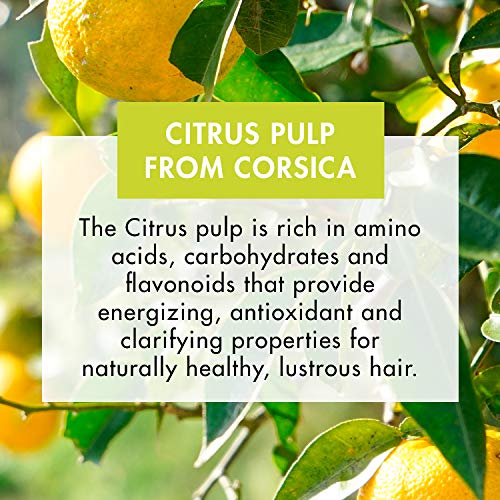 Klorane - Champú a la pulpa de cedro para uso frecuente, 100 ml