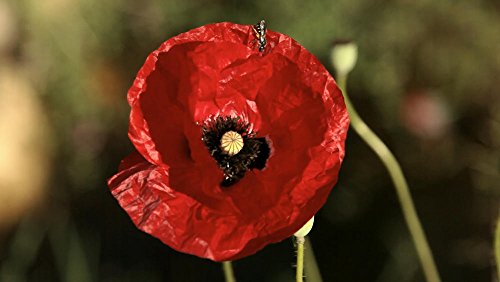 L'éveil de la permaculture : et si la révolution s'inspirait de la nature ? [Francia] [DVD]