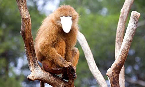 Mono divertido montaje de la foto