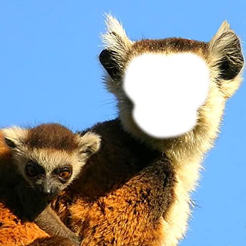 Mono divertido montaje de la foto