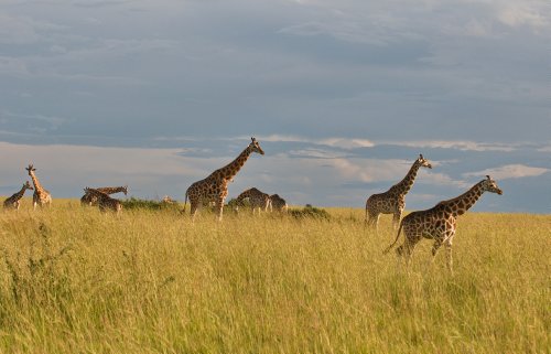 Nil - Fluss der Flüsse [Alemania] [Blu-ray]
