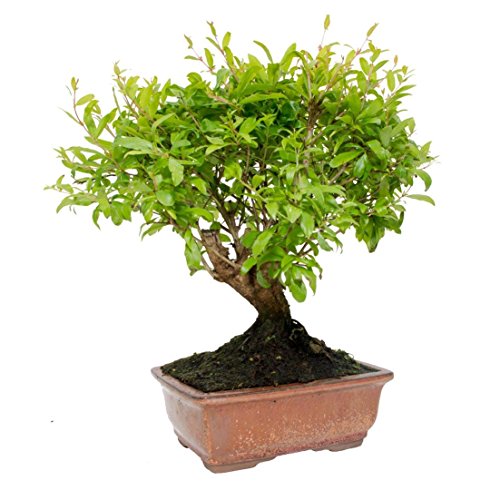 Punica granatum 7 años GRANADO