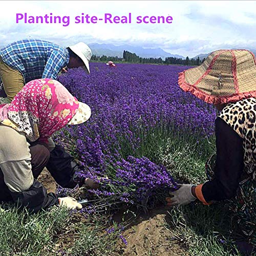 Ramo de flores secas naturales de lavanda – Ramo de lavanda recién cosechado, morado, decoración para bodas, manualidades, hogar, fiestas o regalo por San Valentín