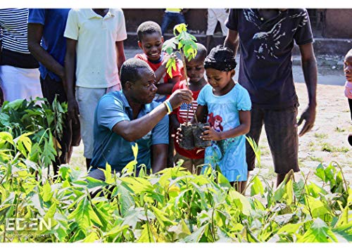 Rummershof Ambientador de bambú con carbón Activo | Filtro de Aire para el hogar, Coche, Cocina, Zapatos, refrigerador, baño. | Libre de emisiones | 100% Biodegradable