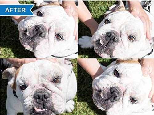 Squishface Pasta de Arrugas - Limpia Arrugas y Manchas de lágrimas - 2 oz, Excelente para Buldogs, Doguillo y Bulldog Francés
