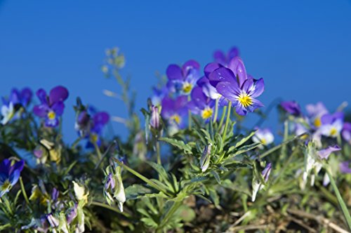Te hierbas sueltas de violetas dulces (Viola odorata) - 50g (Calidad garantizada)