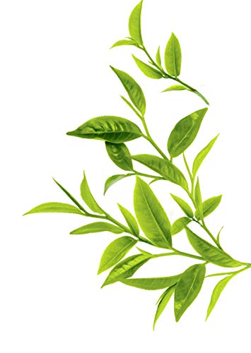 Timotei Shampoing Femme Huiles Précieuses, Huiles d'Argan Bio et d'Amande, Extrait de Fleur de Jasmin, Idéal Pour les cheveux secs et ternes, 750ml