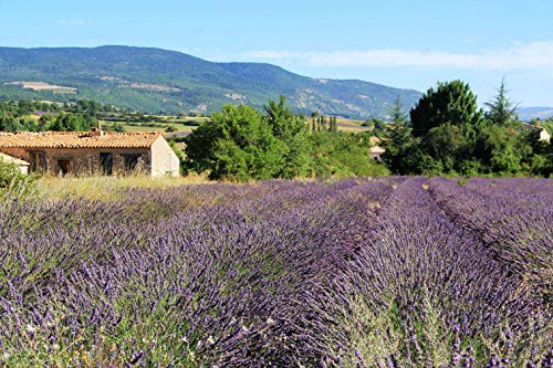 TooGet Brotes de Lavanda Ultra Fragantes, 100% de Las Tierras Altas Crudas Cultivan Flores de Lavandula x Intermedia (Lavandin) Al por Mayor, Flores de Lavanda de Grado Superior - 225g