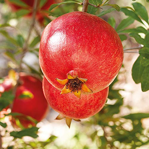 WELEDA Aceite Corporal Regenerador de Granada (1x 100 ml)