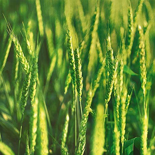 WELEDA Champú Equilibrante con Trigo (1x 190 ml)