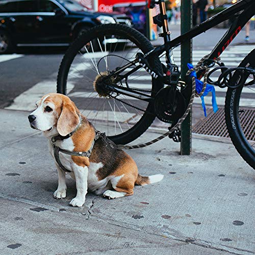ziidoo Correa para Perro, Correa para Perro Fuerte de 1,5 m con Mango Suave, Bolsa de Basura, Trotar con Mascotas, Caminatas(2 Set por Paquete)