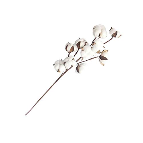 10 Jefes de Gossypium pétalos de Flores secas Naturales Artificiales algodón Rama Flor Falsa Madre Regard