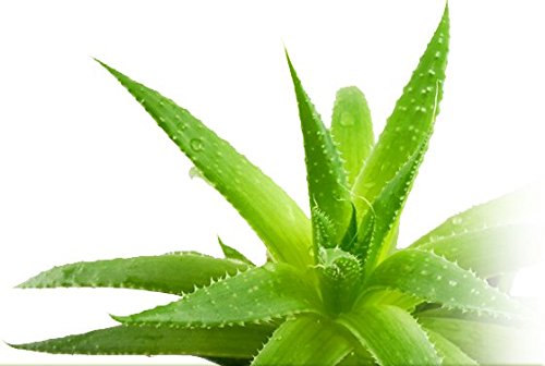 100% Natural Gel de Aloe Vera Puro de Canarias (Pack Ahorro 200 ml x 2) - Gel Acondicionador - Gel Cabello Gel Después del Sol/de Afeitarse