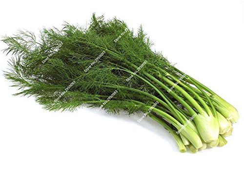 100pcs / bag semillas de hinojo raras Blooming acondicionado Especias Verduras planta en maceta de Bonsai para Mini decoración de jardín