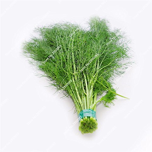 100pcs / bag semillas de hinojo raras Blooming acondicionado Especias Verduras planta en maceta de Bonsai para Mini decoración de jardín