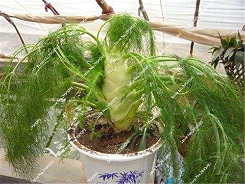 100pcs / bag semillas de hinojo raras Blooming acondicionado Especias Verduras planta en maceta de Bonsai para Mini decoración de jardín