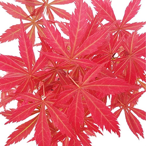 20 Semillas rojo Arce Japonés - (Acer palmatum atropurpureum) - Puede ser cultivado como árbol o como bonsái