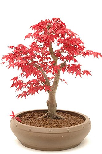 20 Semillas rojo Arce Japonés - (Acer palmatum atropurpureum) - Puede ser cultivado como árbol o como bonsái