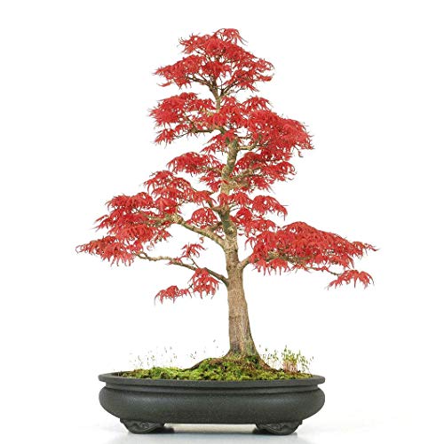 20 Semillas rojo Arce Japonés - (Acer palmatum atropurpureum) - Puede ser cultivado como árbol o como bonsái