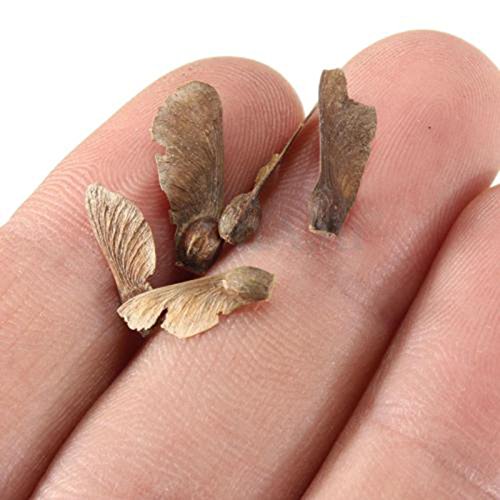 20 Semillas rojo Arce Japonés - (Acer palmatum atropurpureum) - Puede ser cultivado como árbol o como bonsái