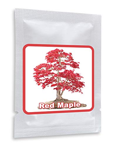 20 Semillas rojo Arce Japonés - (Acer palmatum atropurpureum) - Puede ser cultivado como árbol o como bonsái