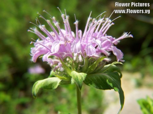 2000 Semillas del bálsamo de abeja LIMÓN MENTA Monarda Citriodora flor de la hierba