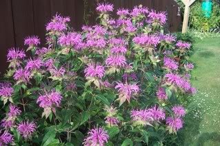 2000 Semillas del bálsamo de abeja LIMÓN MENTA Monarda Citriodora flor de la hierba