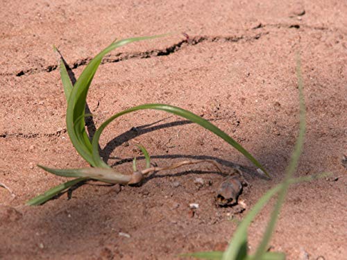 250 g. CHUFA TRADICIONAL MÓN ORXATA. Saco yute. Denominación de Origen Valencia. Directa de familias agricultoras. Ideal para consumo en crudo o elaboración de horchata. Conservar a menos de 15º.