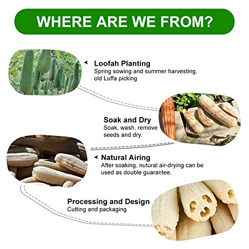 6 Piezas Loofah Natural, Esponjas de Luffa Nature Exfoliante Cuerpo Spa Loofah Scrubber para Baño y Cuidado del espalda, 10cm de Orgánico Esponja Vegetal Lufa para Lavado de Ducha y Limpieza de Cocina