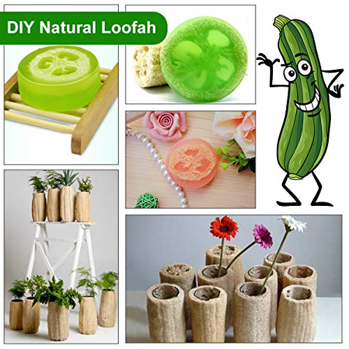 6 Piezas Loofah Natural, Esponjas de Luffa Nature Exfoliante Cuerpo Spa Loofah Scrubber para Baño y Cuidado del espalda, 10cm de Orgánico Esponja Vegetal Lufa para Lavado de Ducha y Limpieza de Cocina