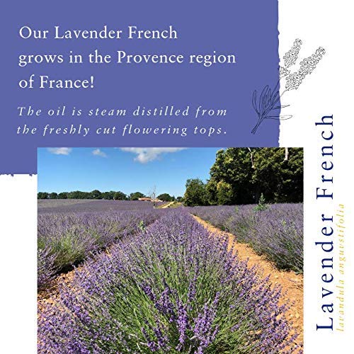 Absolute Aromas Aceite Esencial Francés de Lavanda 100ml - 100% Puro, Natural, Sin Diluir y Libre de Crueldad - Para uso en Difusores y Mezclas de Aromaterapia (30ml)