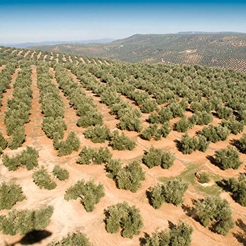 Aceite de Oliva Virgen Extra Conde de Benalúa Gourmet - Pack 3 Garrafas 5 Litros [Picual] [Origen de España]