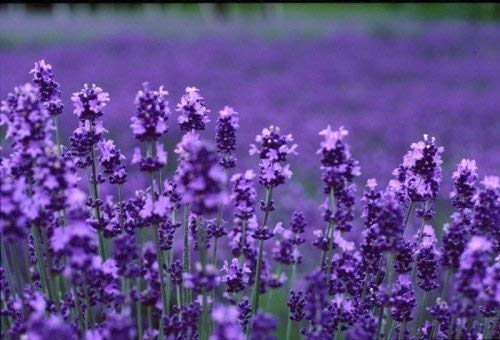 Aceite esencial orgánico de lavanda (Lavandula angustifolia) marca Alteya, de 10 ml. Con certificación orgánica USDA, 100 % puro y auténtico, natural, destilado al vapor de flores de Lavandula Angustifolia búlgaras frescas