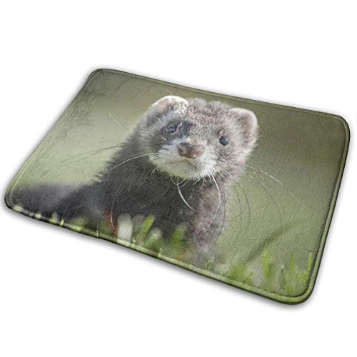 Alfombrilla Universal Antideslizante 60 * 40 Cm Entrada Alfombra De Bienvenida Interior, Felpudo Rectangular Antideslizante Lindo Hurón Polecat Comadreja Mustela Diversión para Niños