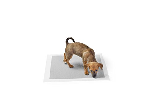 AmazonBasics - Empapadores de adiestramiento para perros, carbón, normal, 40 unidades