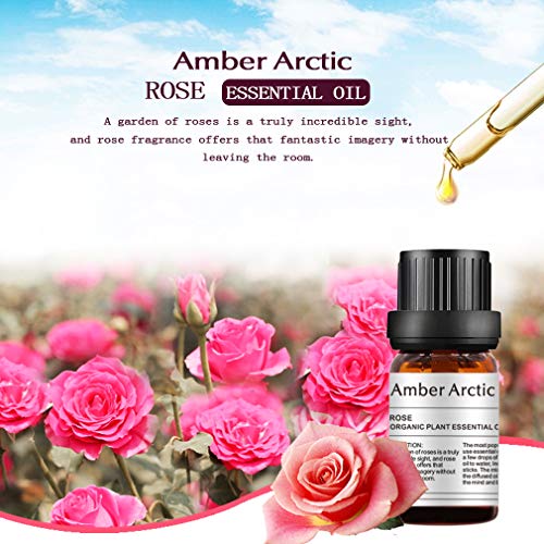 AMBER ARCTIC Rosa Aceite Esencial Para Difusor, El Crecimiento Del Cabello, 100% Pura Terapia de Plantas Orgánicas Frescas Aceite de Rosa 10Ml / 0.33Oz