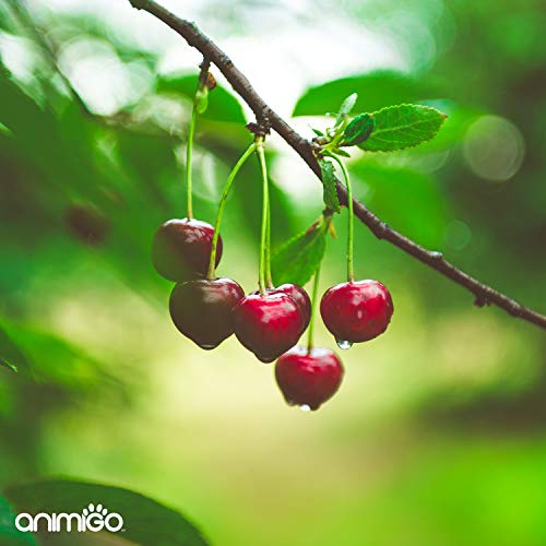 Animigo Limpiador de Ojos para Perros y Gatos | Suplemento Natural para Manchas Lagrimales, Inmunidad y Membrana Mucosa | Eufrasia, Malvavisco y Arándano. Vitaminas A, B y C | 60 Cápsulas Blandas