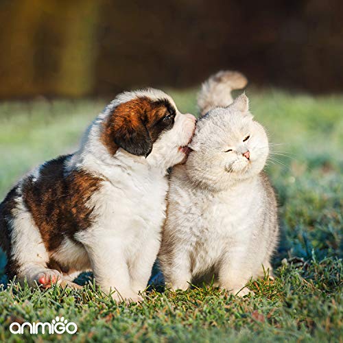 Animigo Vitaminas para Perros y Gatos en Polvo | Multivitaminas y Minerales para la Piel, Pelo y | Vitamina A, B, C, D y K | Complemento Alimenticio con Aminoácidos Esenciales y Taurina | 200gr