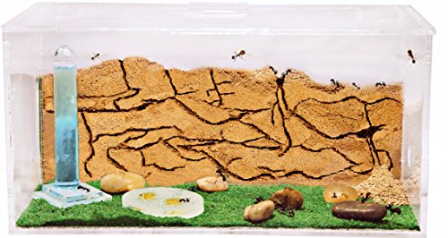 AntHouse - Hormiguero Natural de Arena - Kit Inicio Acrílico 20x10x10 cm (Hormigas Gratis)