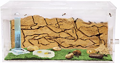 AntHouse - Hormiguero Natural de Arena - Kit Inicio Acrílico 20x10x10 cm (Hormigas Gratis)